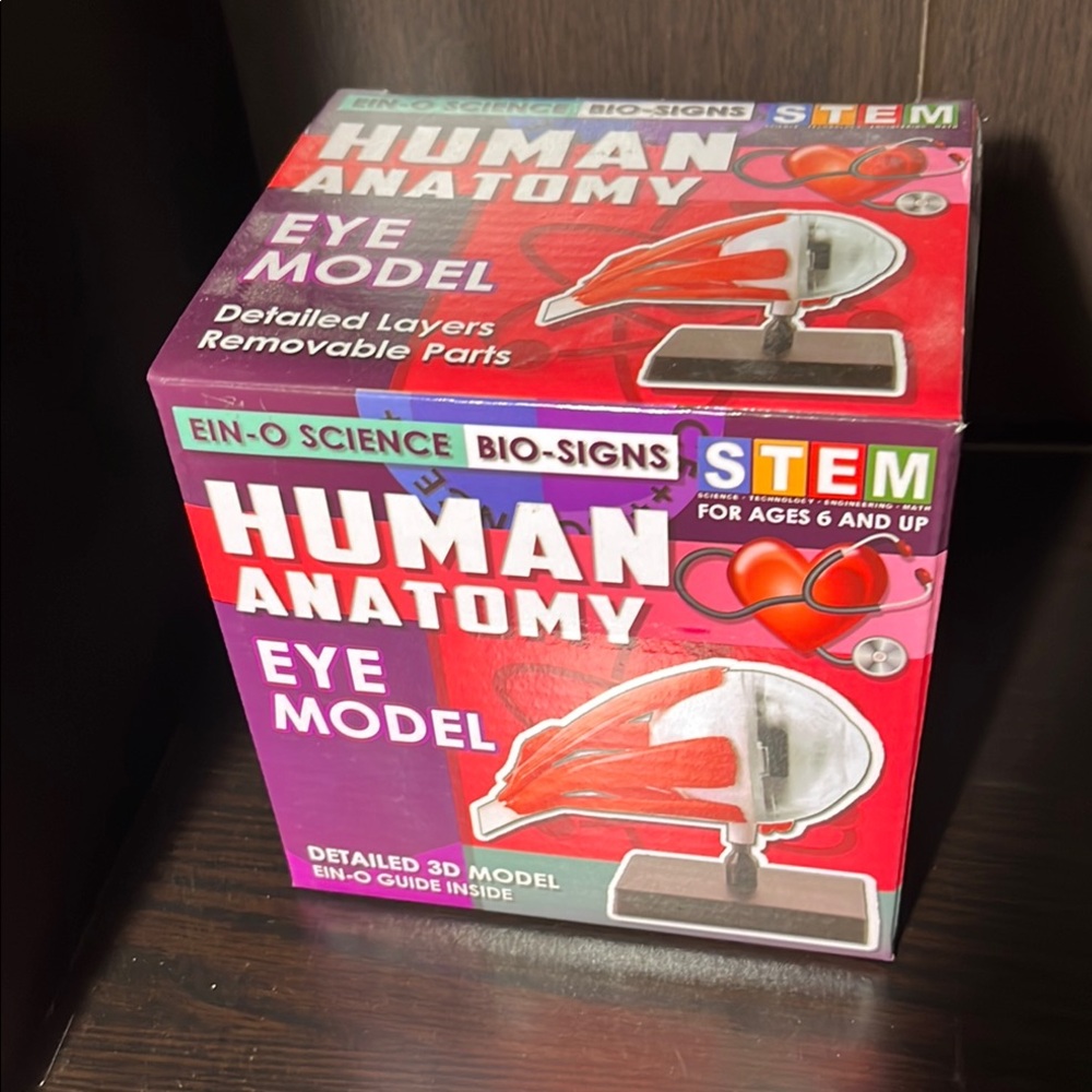 Human Anatomy Eye Model - EIN-O SCIENCE